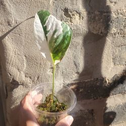 Plant Propagations 
