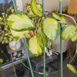 Hoya Australus Lisa, Big Pot