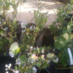 BLUEBERRIES $35 EACH OR 3 FOR $$105