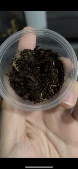 Springtail Culture