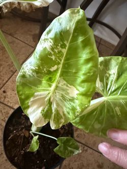 Variegated Alocasia Dawn