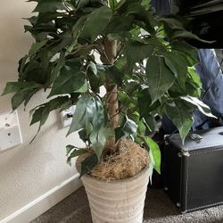 Faux Tree Wut Ceramic Vase-