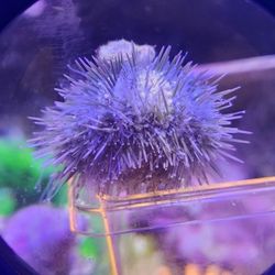 Aquarium pincushion urchin