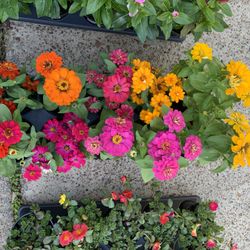 Zinnia Plant 