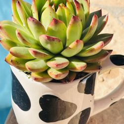 Korean Succulents In Ceramic Mug 