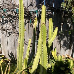 Canary Islands Spurge Rare 