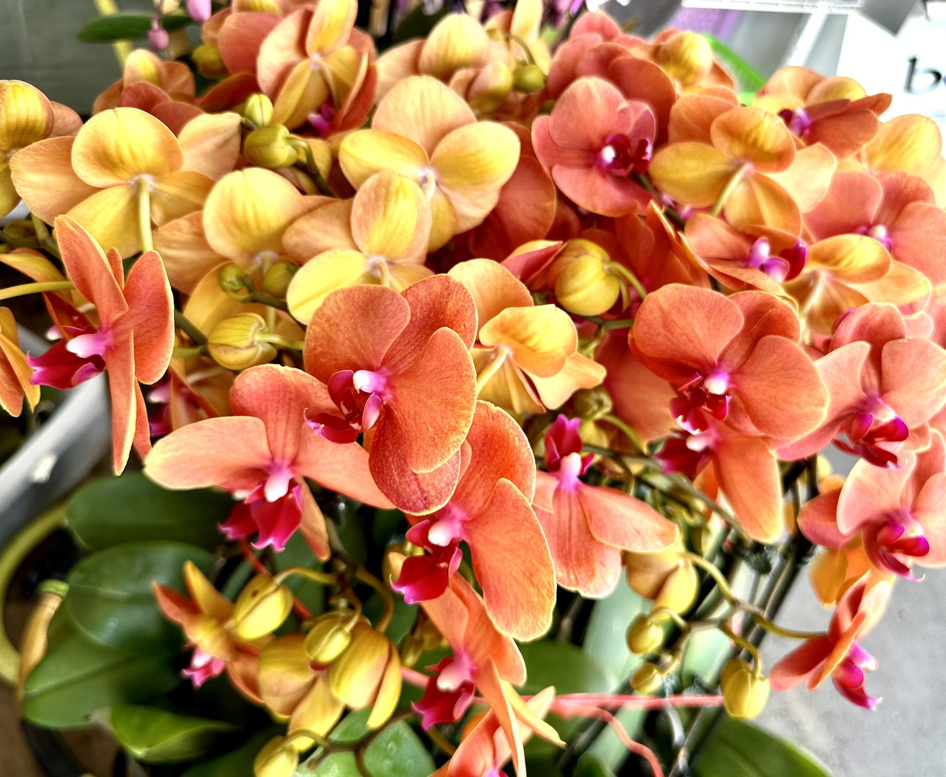 Phaleanopsis Orchids, Rare Color 1-2 Spikes Pot