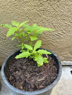 Epazote organico
