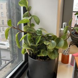 17" tall peperomia + 7" Ceramic Pot & Saucer 