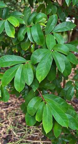 Fresh Organic Soursop Leaves (Guanabana) – 20 for $5