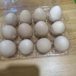Organic Medium Eggs $5