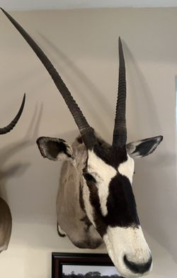 Gemsbok Shoulder Mount -$300