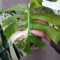 Variegated Monstera  Mint NOID  Plant Cutting