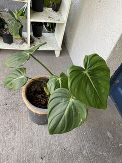 Philodendron Dean McDowell 