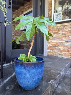Indoor or outdoor plant with planter