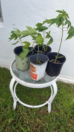 Healthy Papaya Plants – 14–16” Tall – $6 Each