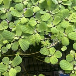 Dwarf Water Lettuce For Aquarium 
