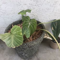 Recovering Philodendron Gloriosum 