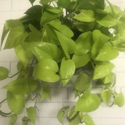 Neon Pothos Hanging Vining Plants 7”x6” Nursery Pot