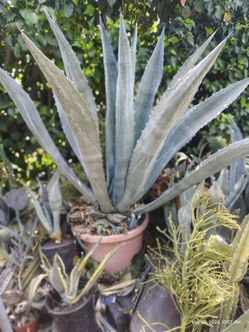 Female blue century plant
