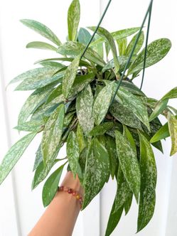 Hoya Publicalyx Splash Plant 6" Pot - Indoor House Plants