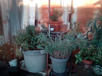 Plants