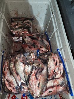 CATFISH BAITS (SHAD)