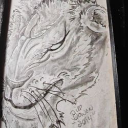Lion  In Pencil