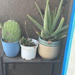 Plants 
