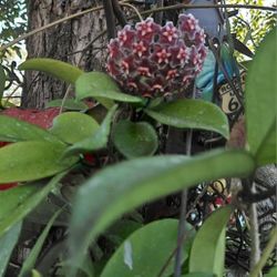 Hoya Pubicalyx Splash 
