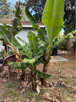 Banana Palms- Dwarf Cavendish