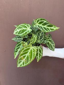 6” anthurium doroyaki silver