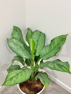 Calathea plant