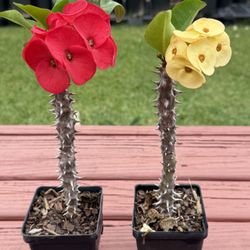Crown Of Thorns Plant / Corona Del Cristo 