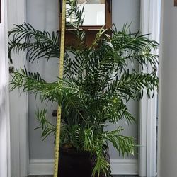 Artificial Palm Plant - 5' tall