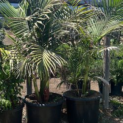 King Palm