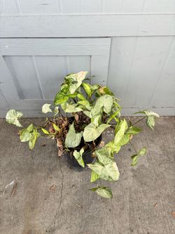 Live Plant in Pot
