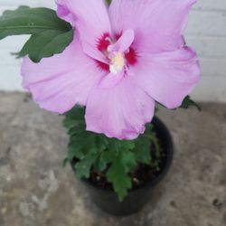 Bonita Rosa