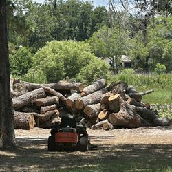 Large Oak Logs