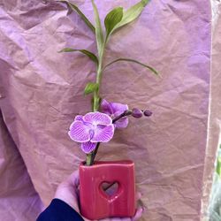 Lucky Bamboo Orchid Vase, We Have Different Color Orchids 