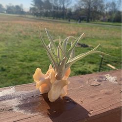 Air Plant With Real Bone Decoration 