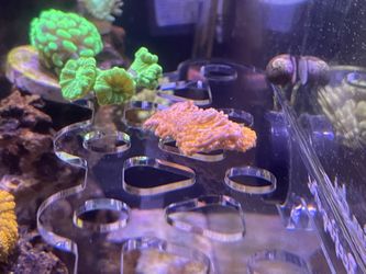 Coral