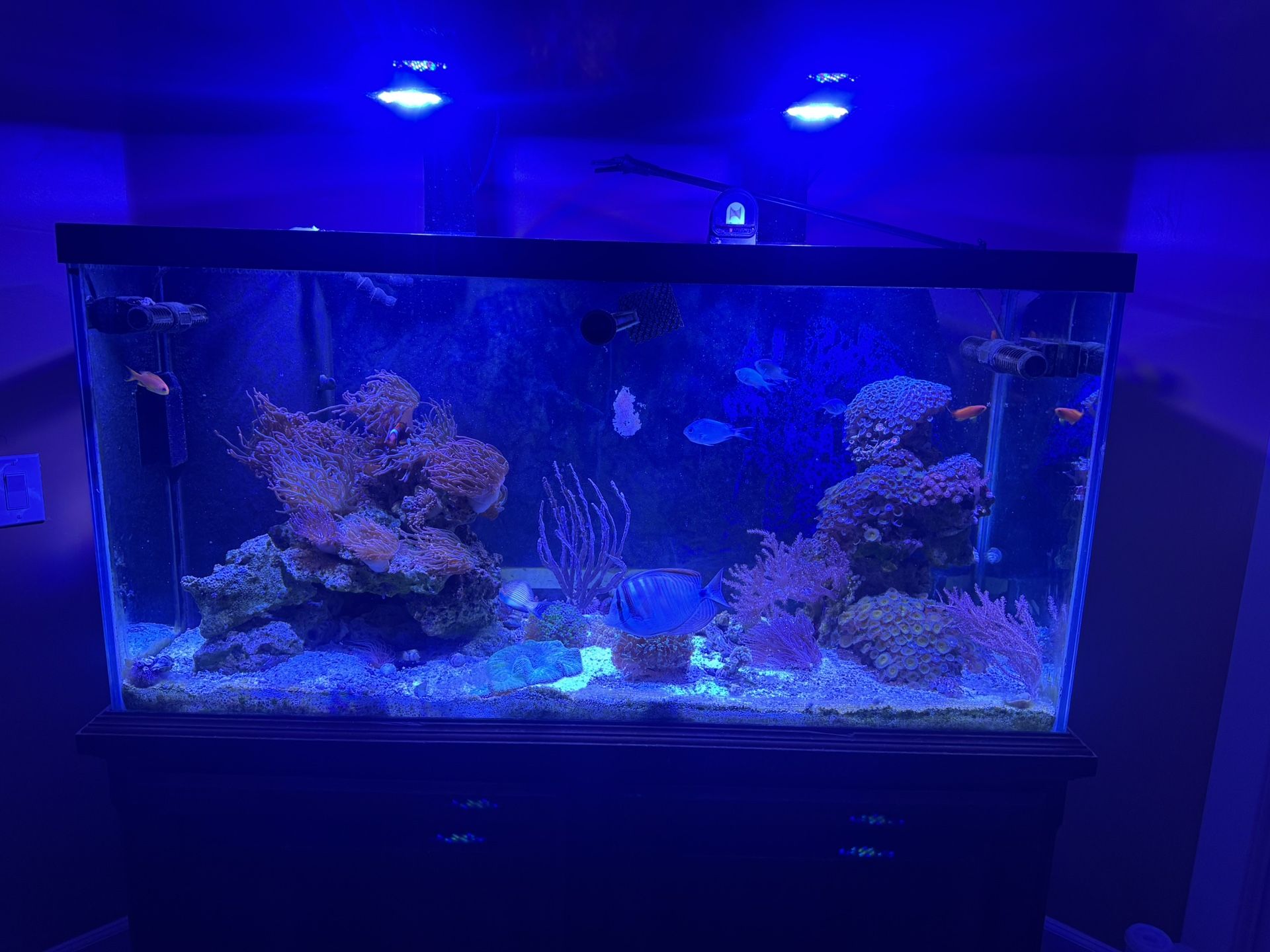 Saltwater Aquarium