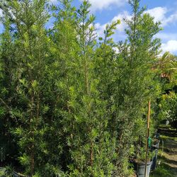 Podocarpus 15gl 7-8ft $45🏡🏡🏡
