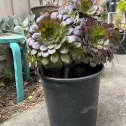 Big Succulent Plant 