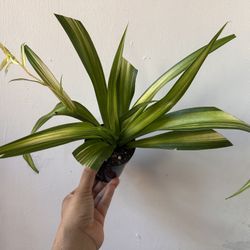 Spider Plant Read Description⤵️ I’m Not Replying Back To Hi Is This Still Available 🙄