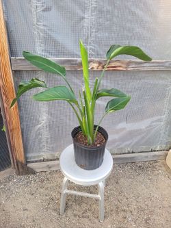 Birds Of Paradise 10" Nursery Pot