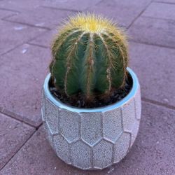 Beautiful Cactus 🌵 Succulent Flower Golden In Gold Pot Home Patio Yard Garden Lawn Design Landscape 
