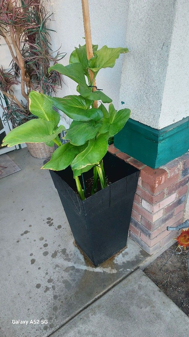 2 Lily Plants