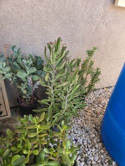 Plants